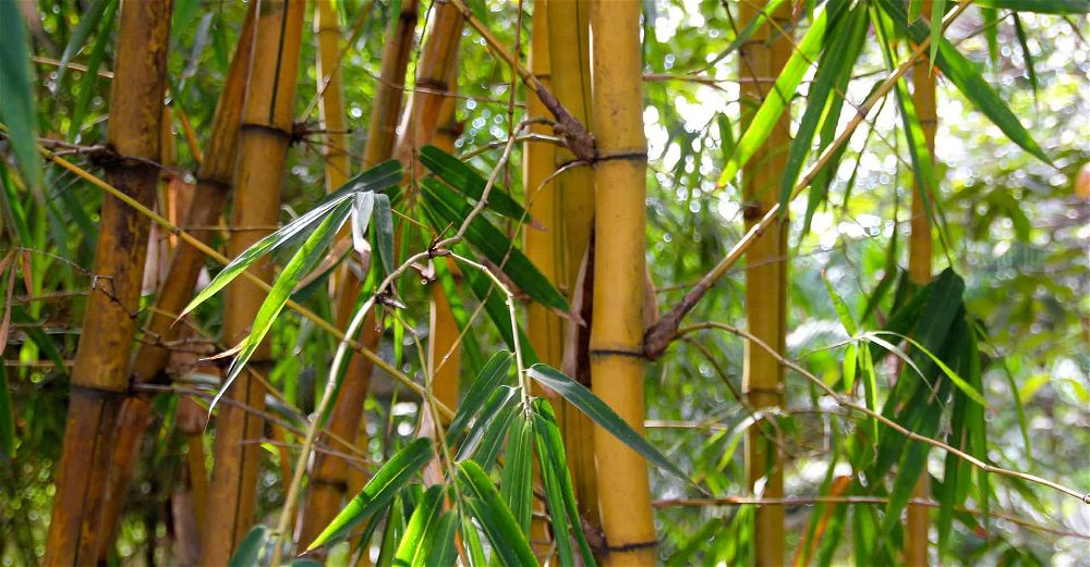 bamboo plant care guide: how to grow bamboo