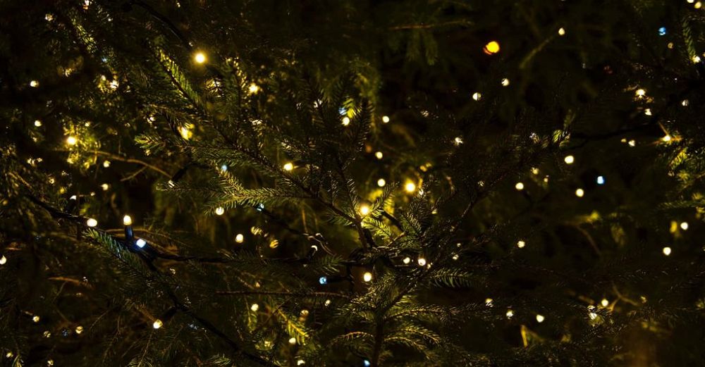 christmas-garden