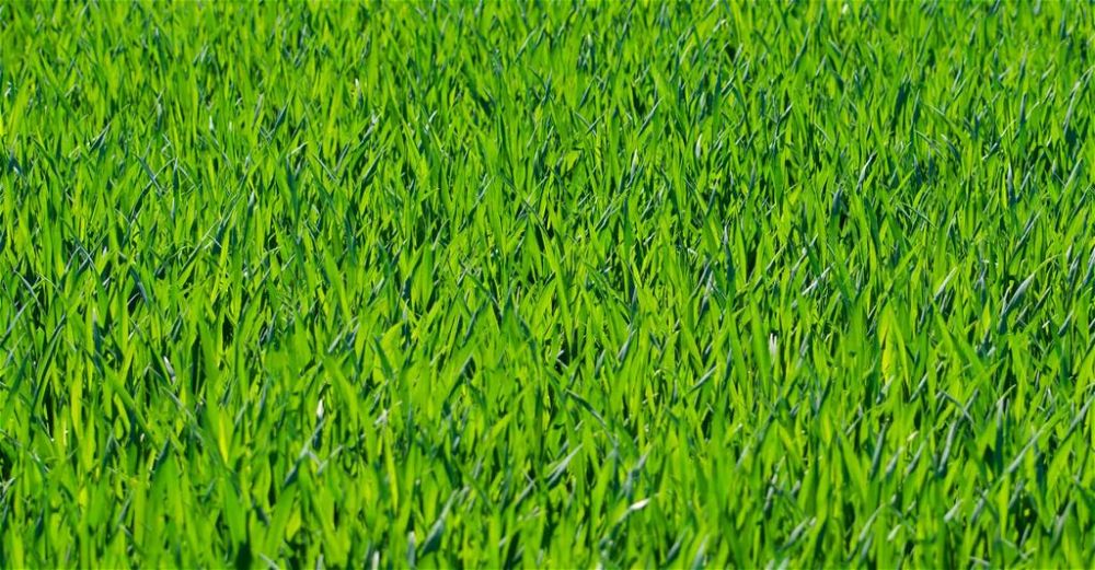 green-grass
