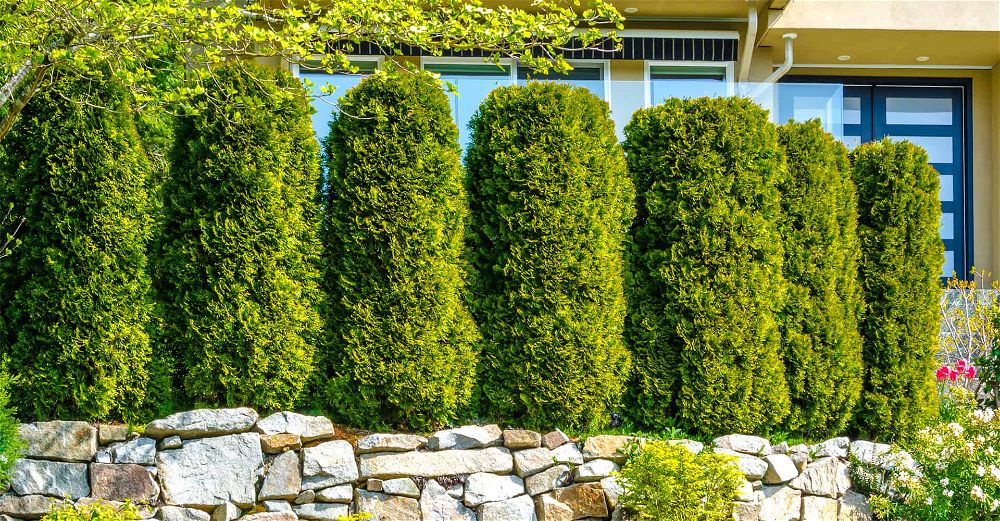 7 Fast Growing Trees For Ultimate Privacy In Your Garden - Fast Growing Trees FeatureD1