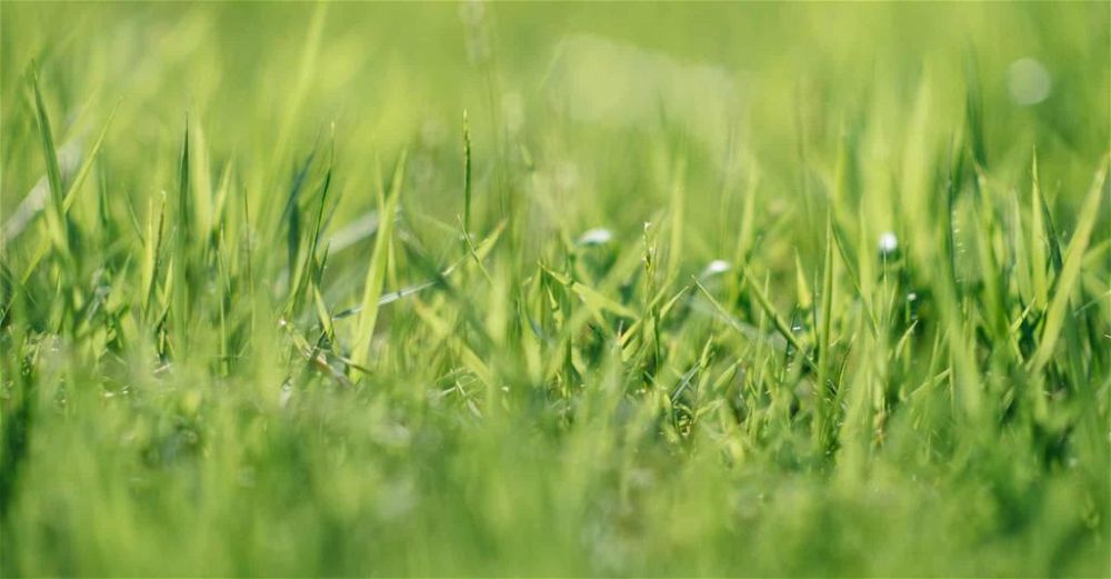 lawn-care