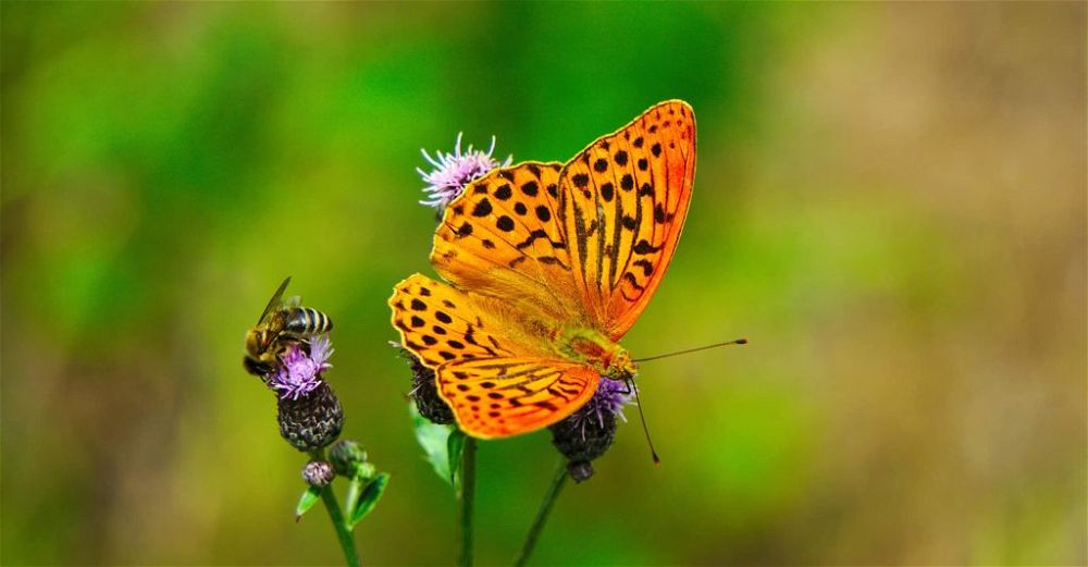 wildlife