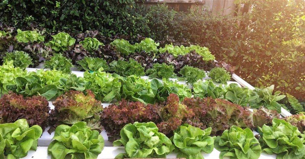 garden-hydroponics