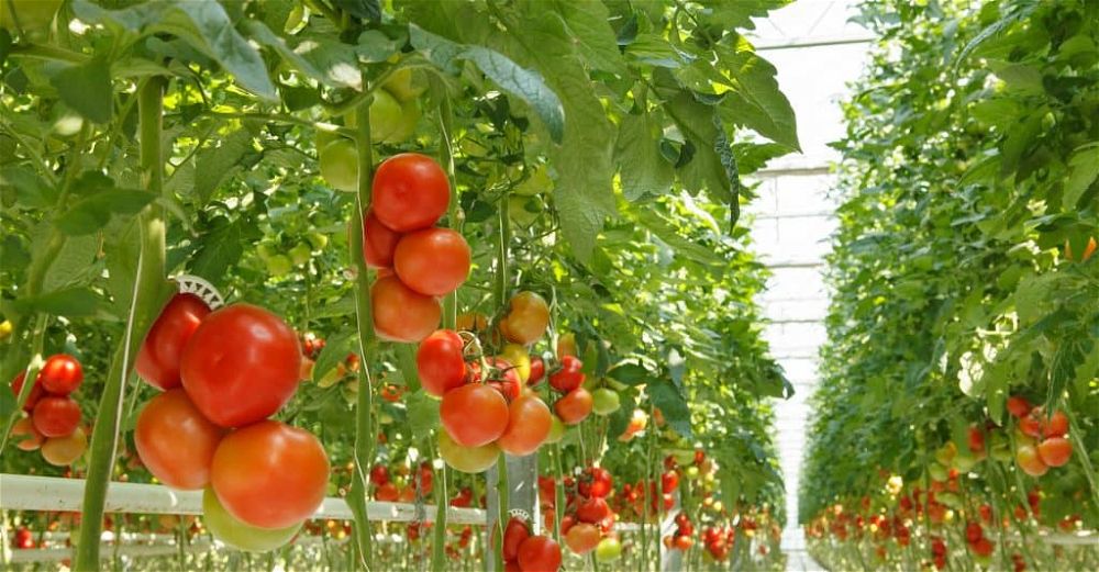 hydroponic-tomatoes