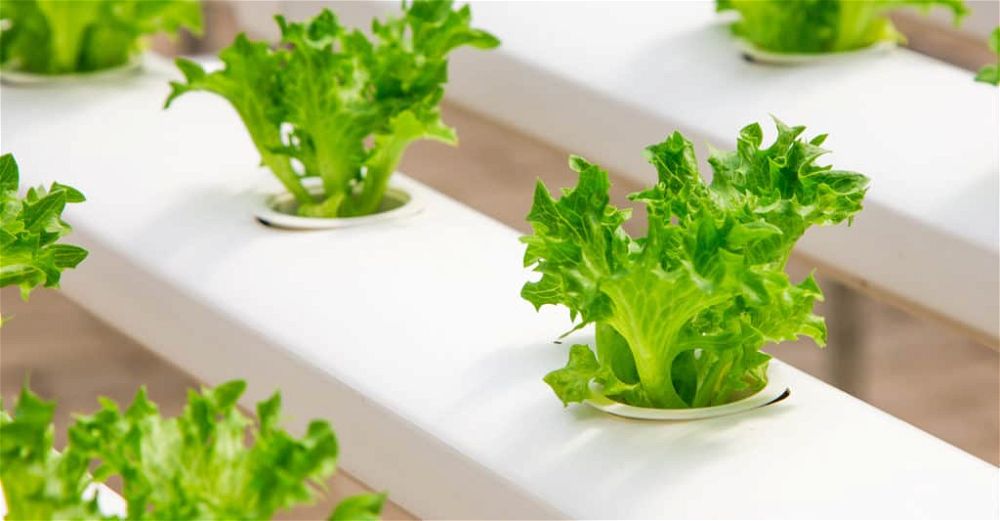 hydroponic