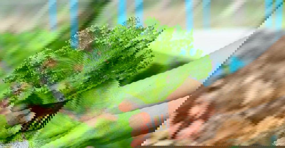 hydroponics-growing