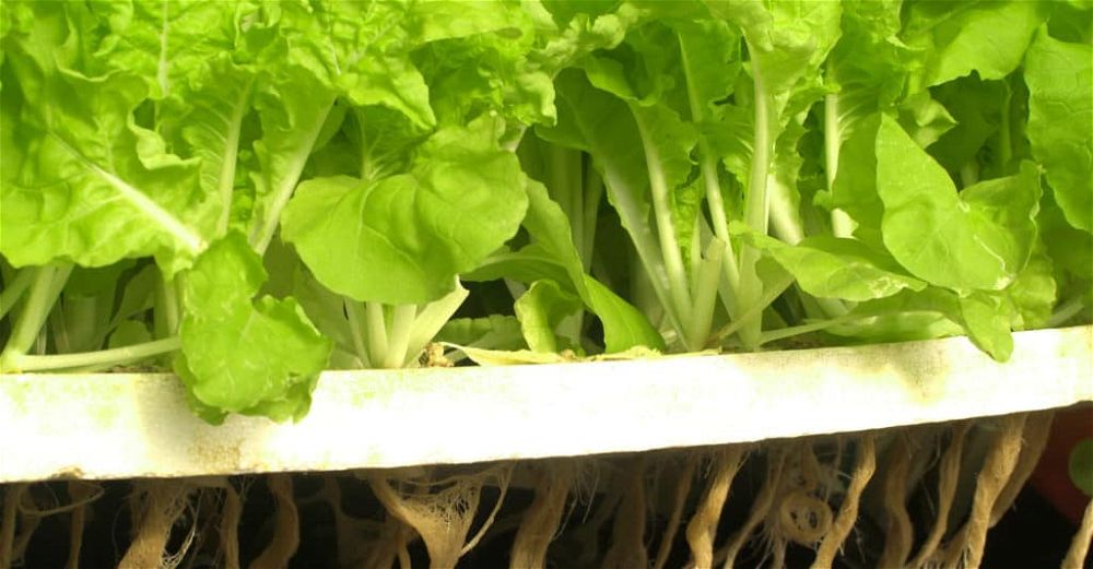 ph-hydroponics