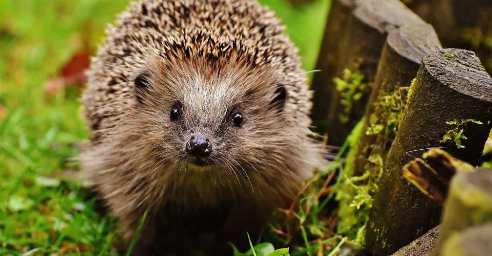 hedgehog-guide