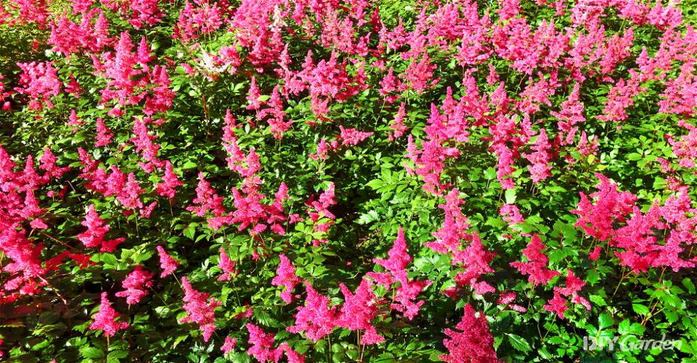Astilbe
