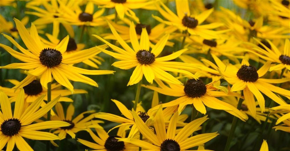 Rudbeckia Care Guide: How To Grow Black Eyed Susans | DIY Garden