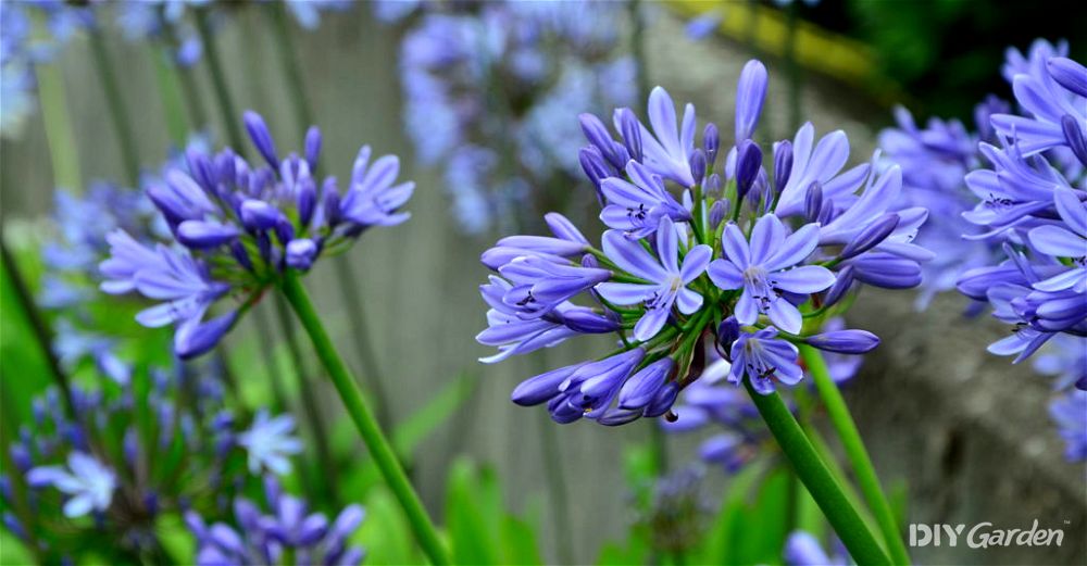 agapanthus