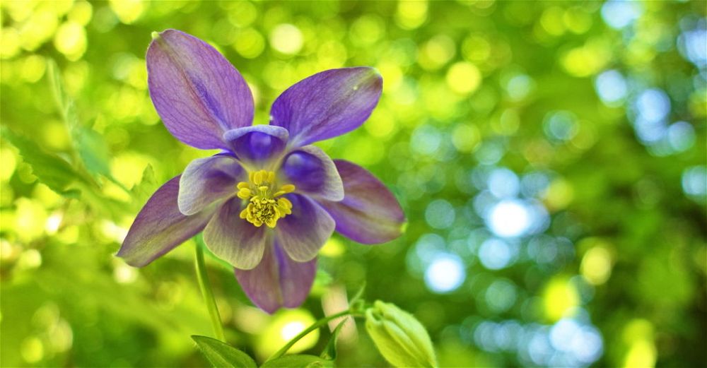 aquilegia