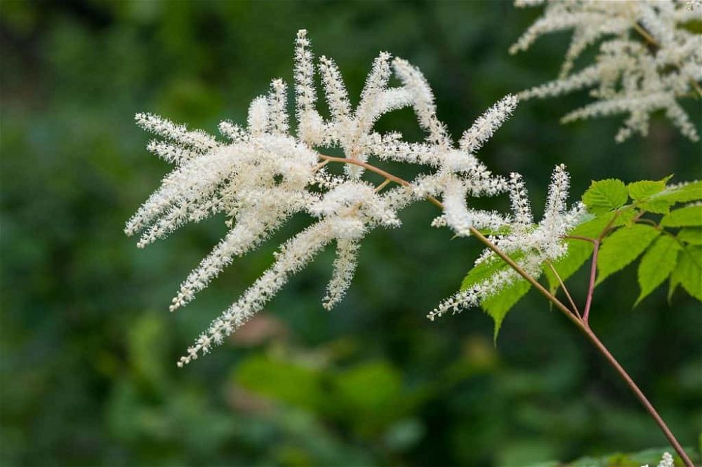 forest-spiere astilbe