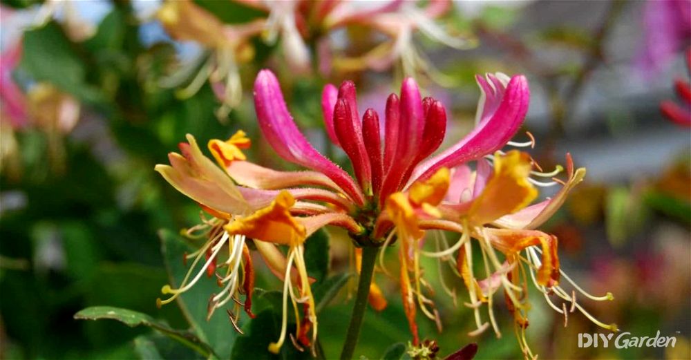 honeysuckle