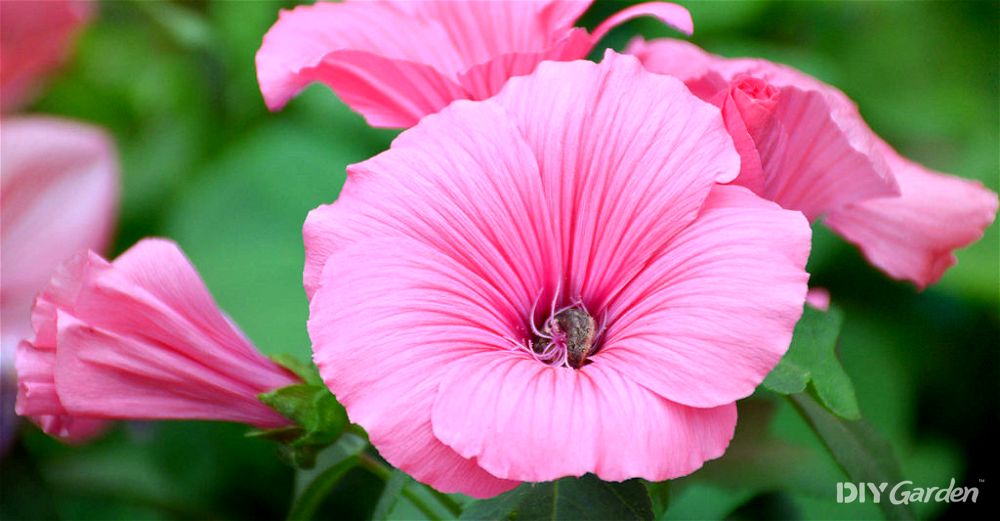 lavatera