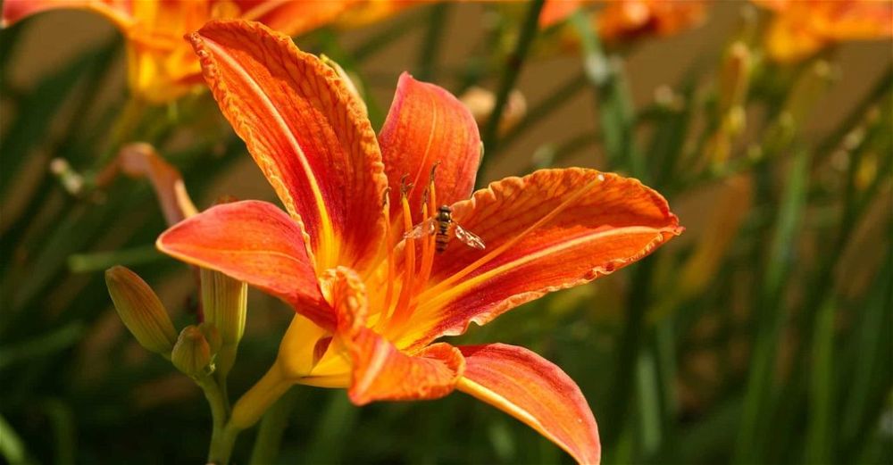 Daylilies
