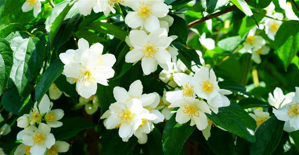 Mock-Orange-Jasmin