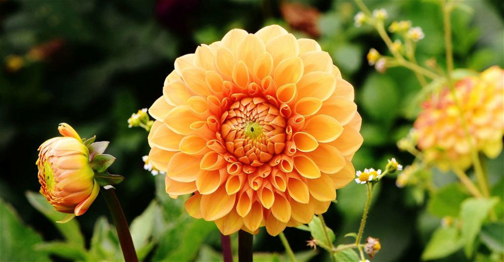 dahlias