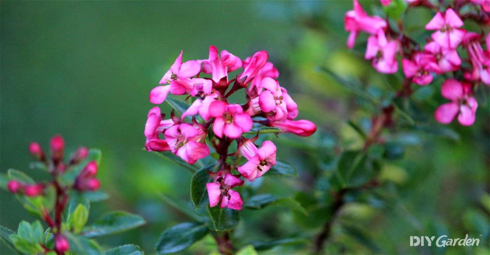 escallonia