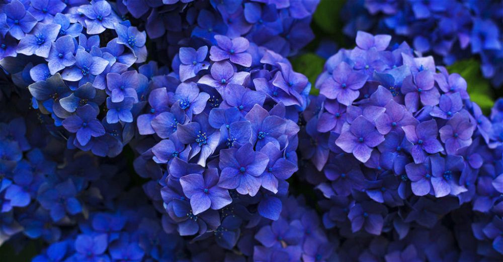hydrangea