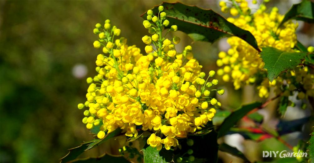 mahonia