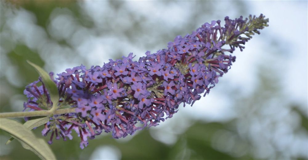 Buddleia