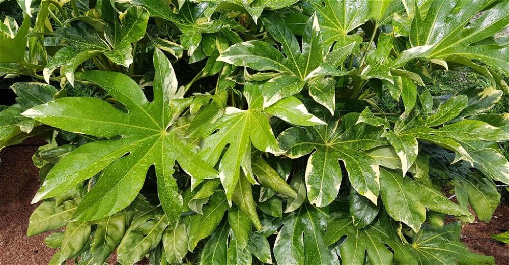 Fatsia-Japonica