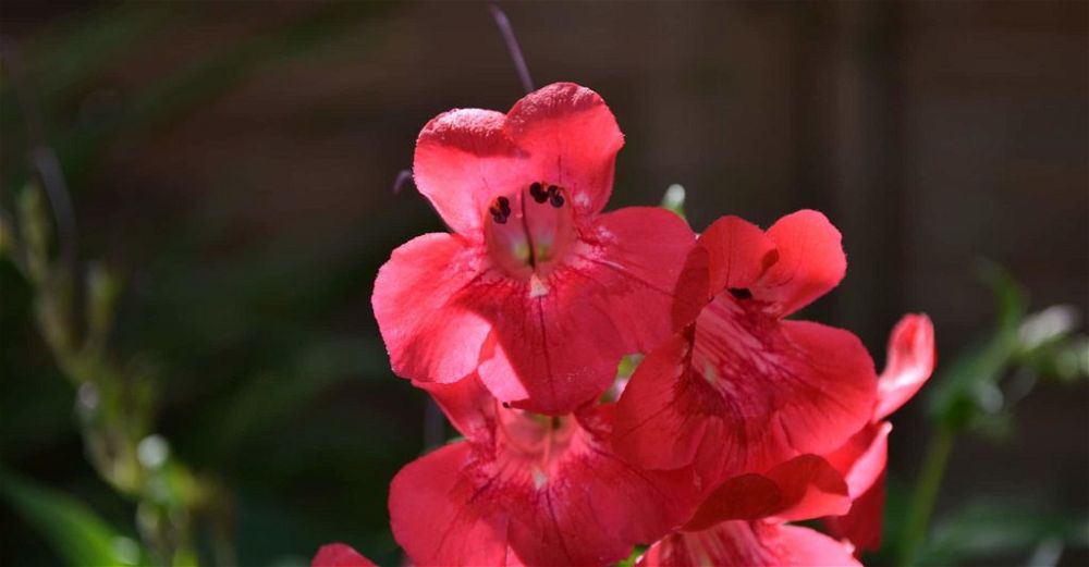 Penstemon