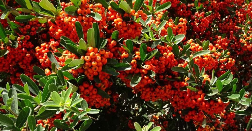 Pyracantha