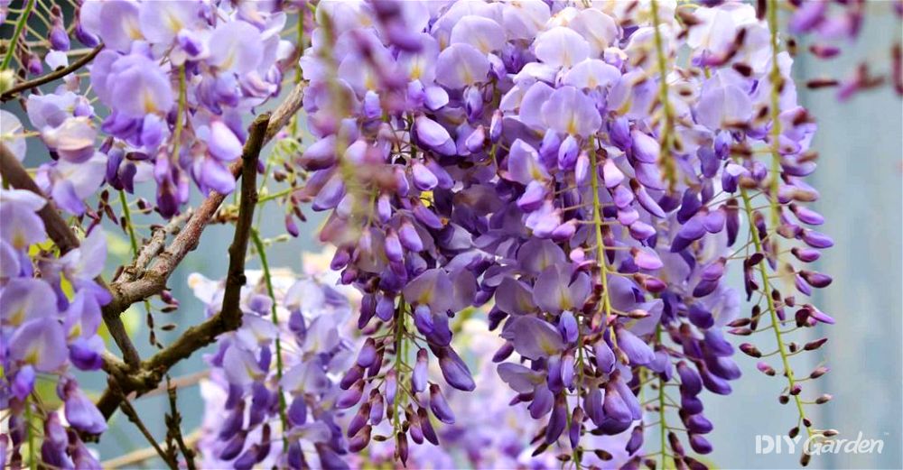 Wisteria