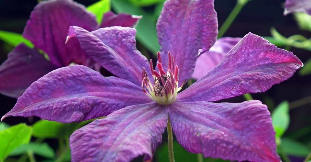 clematis