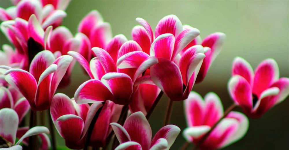 cyclamen