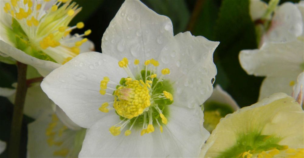 hellebore