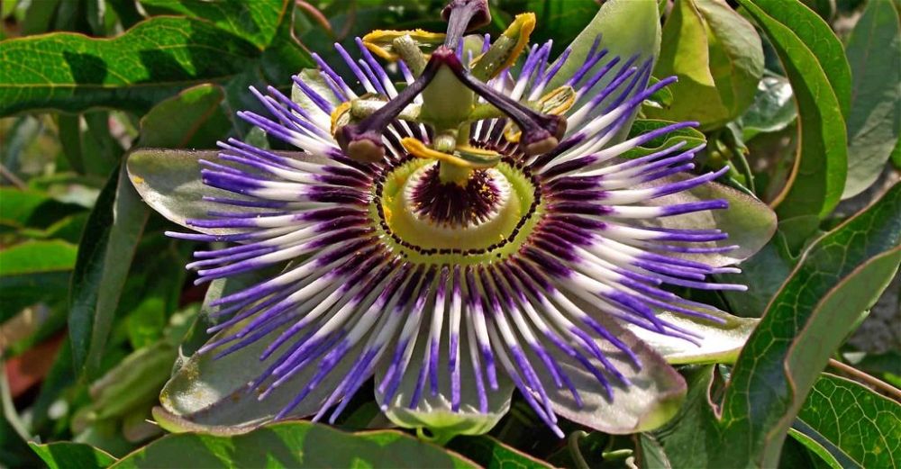 passionflower