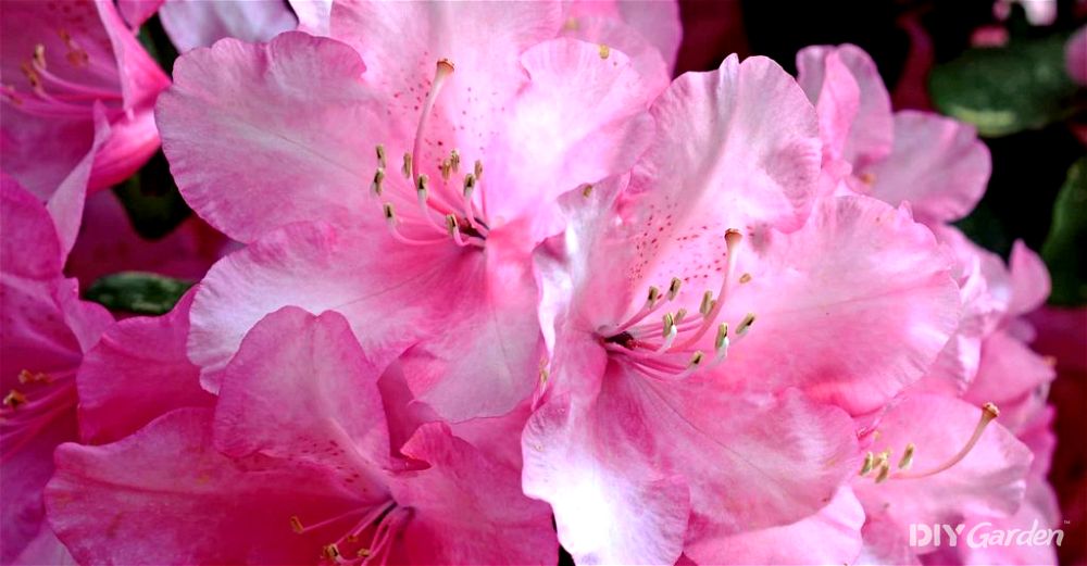 rhododendron