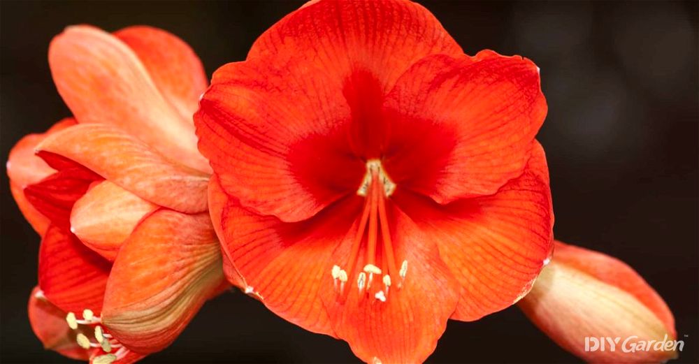 Amaryllis