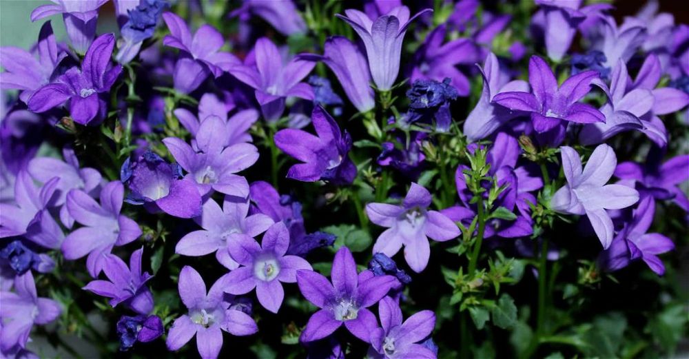 Campanula Care Guide: How To Grow Bellflowers | DIY Garden