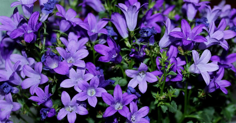 Campanula Care Guide: How To Grow Bellflowers | DIY Garden