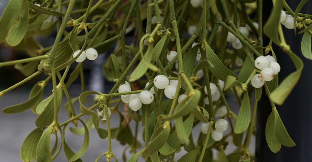 Mistletoe