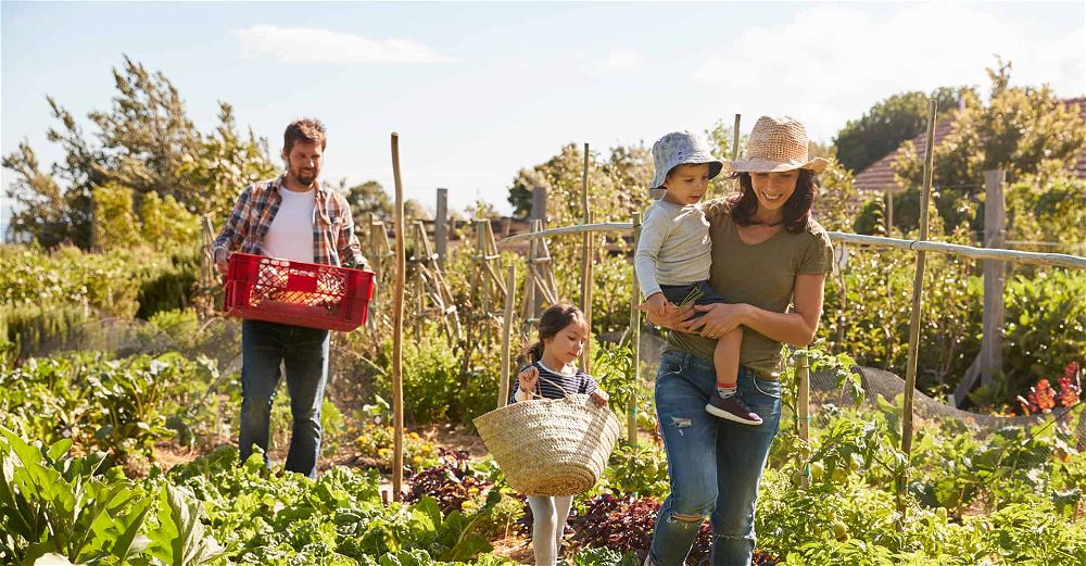 Ultimate Beginners Guide To Starting An Allotment Diy Garden