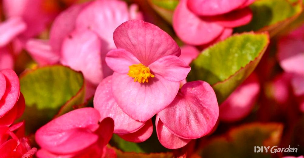 begonia