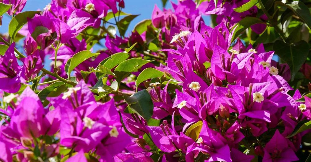 Bougainvillea Care Guide: How To Grow Bougainvillea | DIY Garden