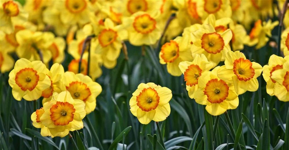 daffodils