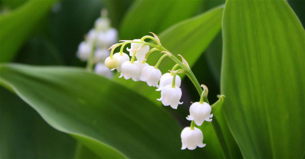lily of the valley