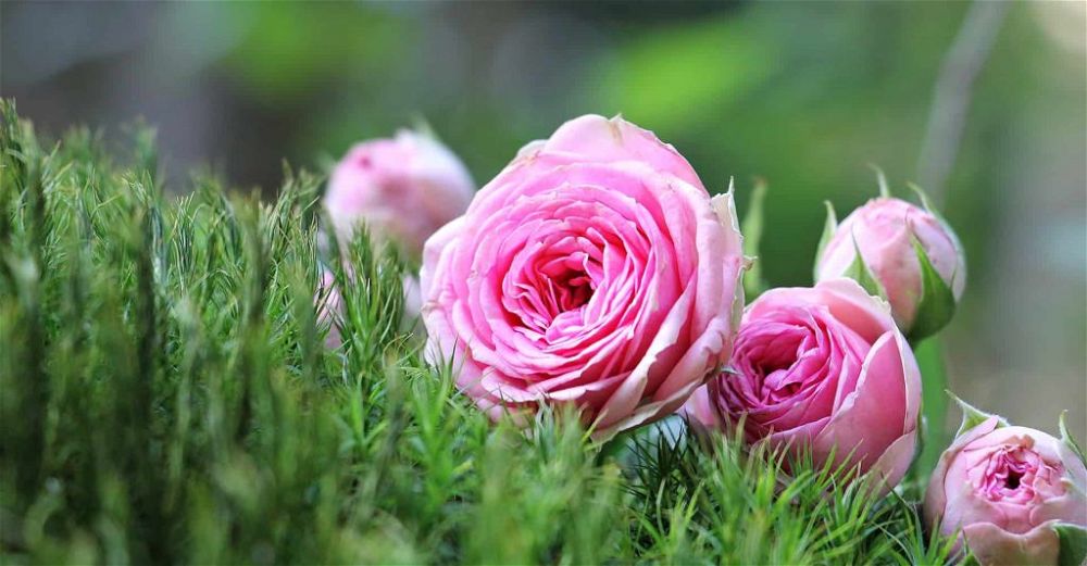 rose