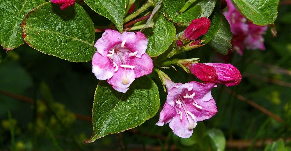 Weigela Care Guide: How To Grow Weigela | DIY Garden