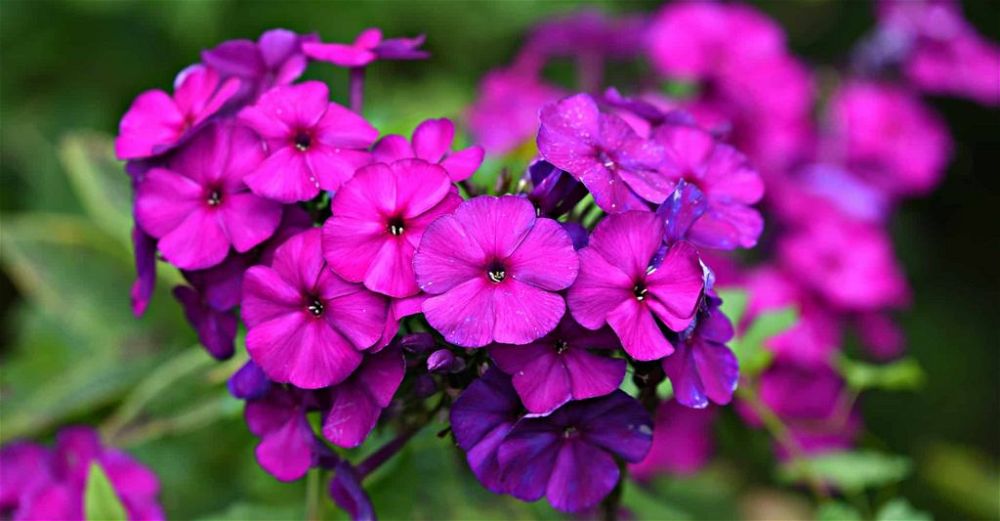 Phlox