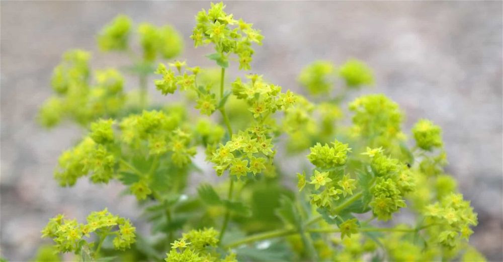 alchemilla