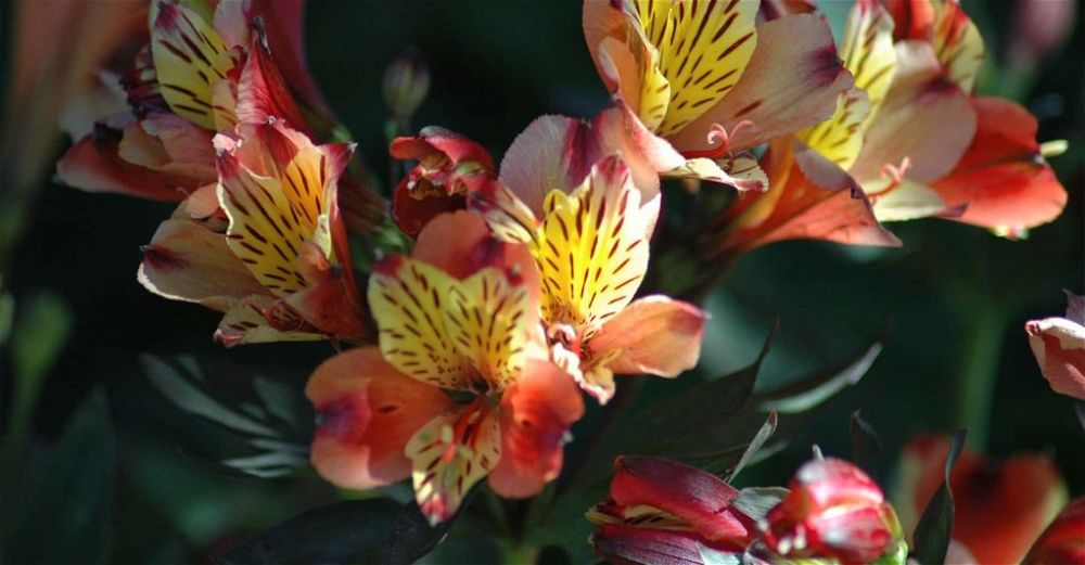 alstroemeria