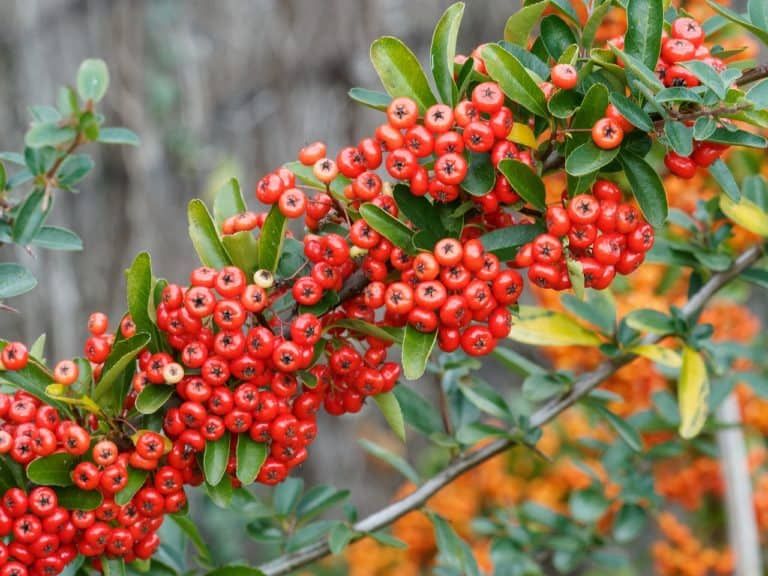 Pyracantha Care Guide: How To Grow Firethorn | DIY Garden